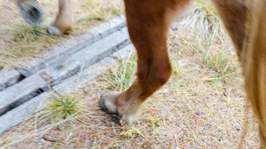 Das ungefährliche, aber teurere dreiteilige Rinnenmodell «Bergün» ist an verschiedenen Stellen eingebaut. So auch im St. Moritzer Stazerwald. Foto: Jon Duschletta