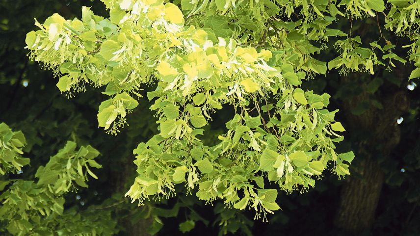 Die Sommerlinde Foto: Jürg Baeder