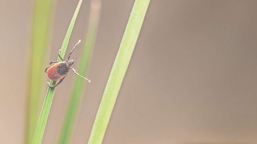 Ixodes ricinus, auch gemeiner Holzbock genannt, wartet an einem Grashalm auf einen Blutwirt.  Foto: www.shutterstock.com/Erik Karits