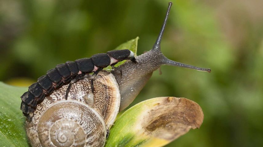 Üna larva dal bovin a chatscha da lindornas (fotografia: Pro Natura).