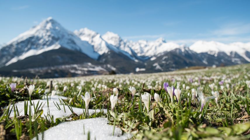 Das Spriessen der Krokusse steht für den Frühlingsanfang. Und doch lässt der Frühling im Oberengadin noch auf sich warten. (Foto: Dominik Täuber)