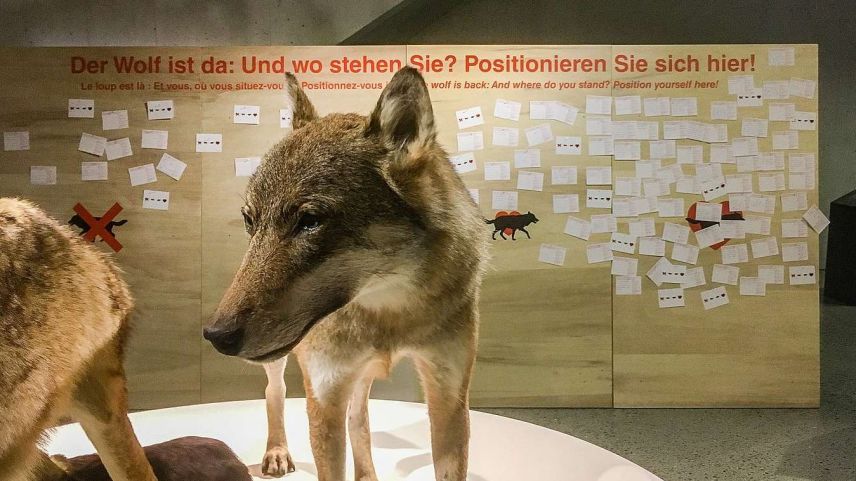 Der Wolf polarisiert wie kein anderes Grossraubtier. Foto: Jon Duschletta
