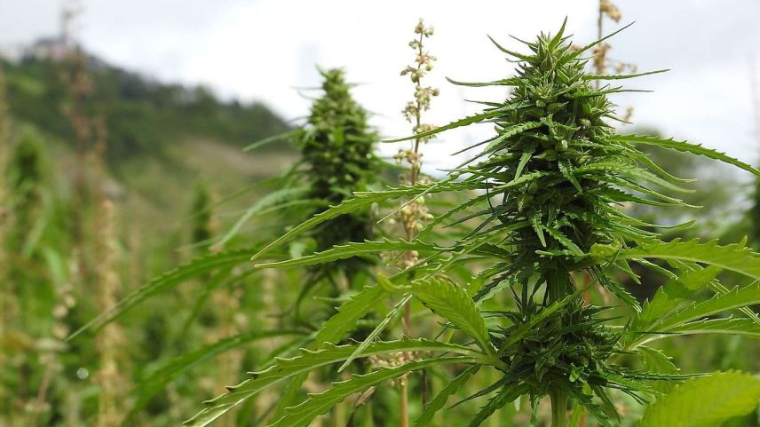 Die Reifephasen von Cannabispflanzen von Mai bis Mitte September. (Foto: Jan Schlatter)