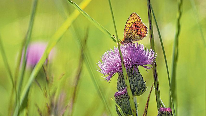 Schmetterlinge sind typische Bewohner artenreicher Trockenwiesen und -weiden. Foto: Daniel Zaugg