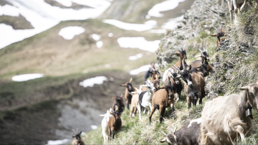Die Ziegen von Lavin bis Ramosch verbringen den Sommer auf der Alp Laver. Foto: Mayk Wendt