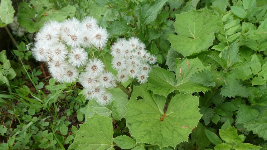 Die weisse, bei uns häufig vorkommende Pestwurz (Petasites albus). 	Foto: Jürg Bäder