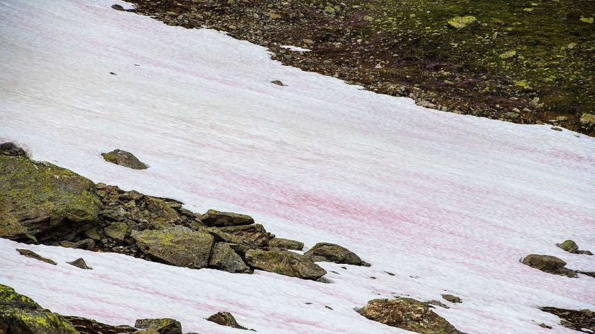 Die rötliche Färbung kommt von einer Alge, der rote Schnee sollte allerdings nicht verzehrt werden (Foto: Mayk Wendt).