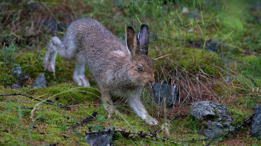 Mit der Einführung der Jagdplanung wurden Lebensräume für Hasen unter Jagdschutz gestellt (Foto: Claudio Gotsch/engadin-foto.ch).