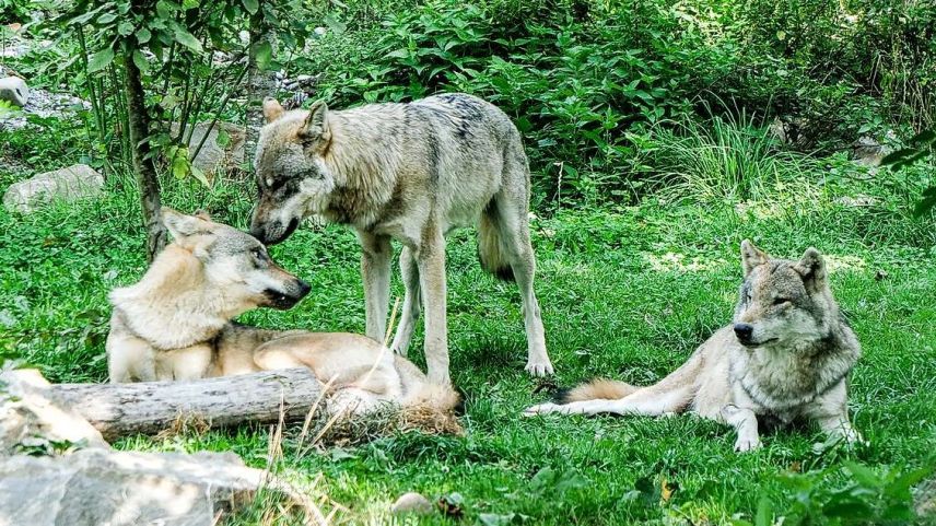 Die Schweiz ist neu ein Land der selbsternannten Wolfs- und Jagdexperten. Das Bild entstand im Berner Tierpark Dählhölzli. Foto: Jon Duschletta