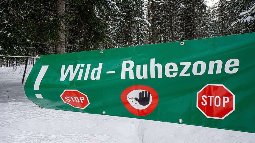 Die Wildruhezonen sind deutlich markiert: Diese sollten auf keinen Fall betreten werden, um das Wild in den Wintereinständen nicht zu stören. Foto: Reto Stifel