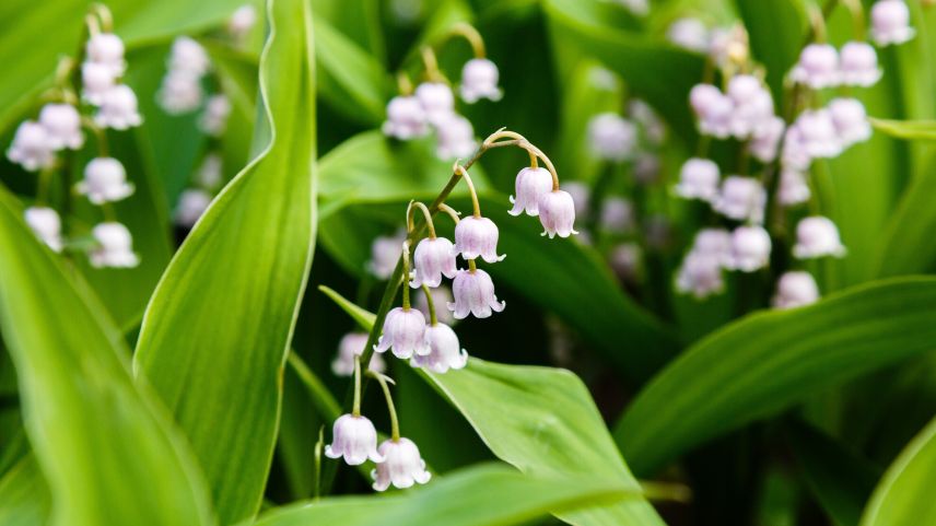 Die Gift- und Heilpflanze Maiblume wurde früher als Duft in der Parfümerie verwendet. Foto: Shutterstock.com/Flower Gard