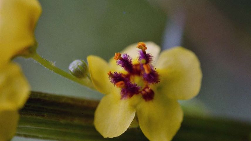 Die Blüten der Grossblütigen Königskerze sind gelb und enthalten interessante Wirkstoffe. Foto: Jürg Baeder