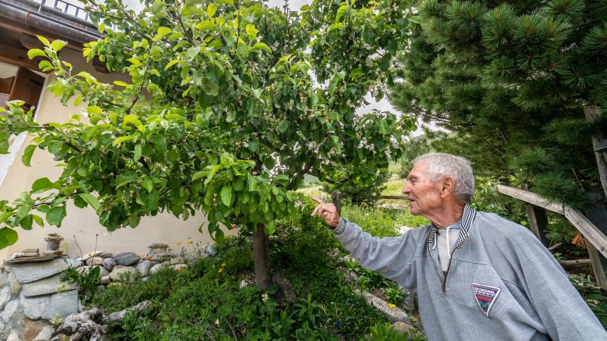 Walter Trachsler und sein selbstgezogener Apfelbaum.  Foto: Daniel Zaugg