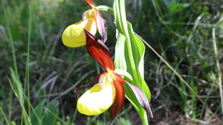 Auch im rauen Klima des Oberengadins wachsen Orchideen: Zum Beispiel der Frauenschuh und der blutrote Fingerwurz.	Fotos: Rudolf Moll