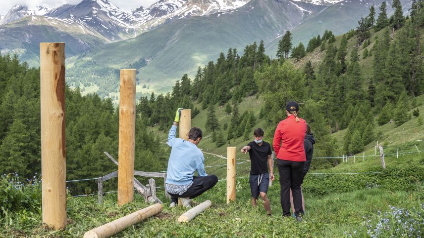 Schüler des Lyceum Alpinum waren letzte Woche auf der Alp Arpiglia, um dort einen Zaun zu bauen. Der langjährige Lehrer Peter Frehner leitete den Einsatz. Fotos: Annika Veclani
