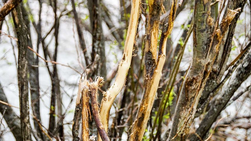 Wildverbisse haben Baumschäden im Wald zur Folge. Foto: Jon Duschletta