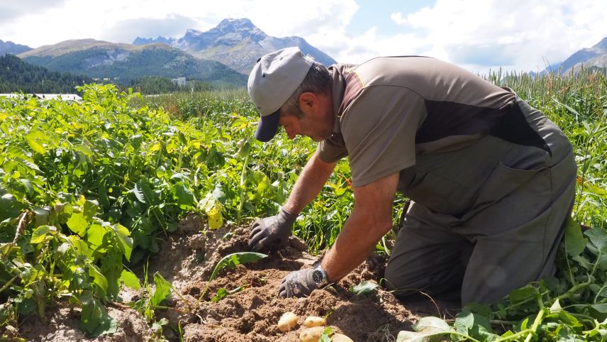 Gusti Clalüna gräbt die ersten Kartoffeln des Sommers 2021 in Sils aus.