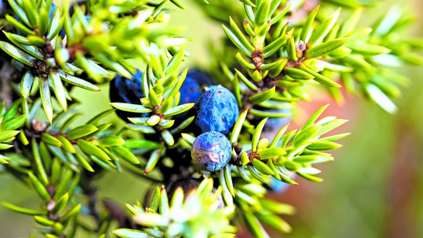 Es gibt helle, noch nicht reife Beeren, dann die blauen reifen Beeren im 3. Jahr nach der Blüte. Wacholdersträuche sind oft grünblau anzusehen, wobei die einzelnen Blätter einen feinen weissen Belag aufweisen. 	Foto: Jürg Baeder
