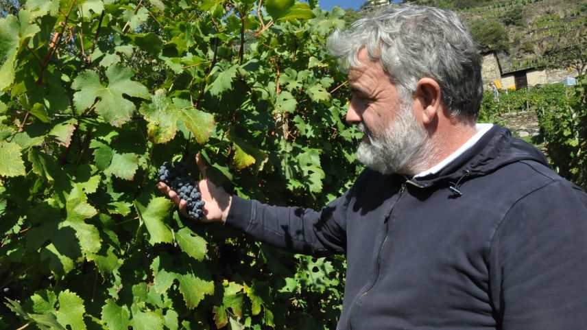 Mamete Prevostini inmitten seines Weinbergs. Der Winzer gehört zu den ersten Veltliner Weinbauern, die konsequent auf Qualität setzten.
Foto: Marie-Claire Jur      