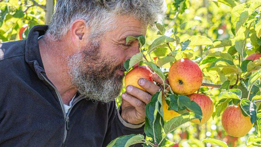 Florin Pichler prüft den Reifegrad seiner Äpfel.    Foto: Daniel Zaugg