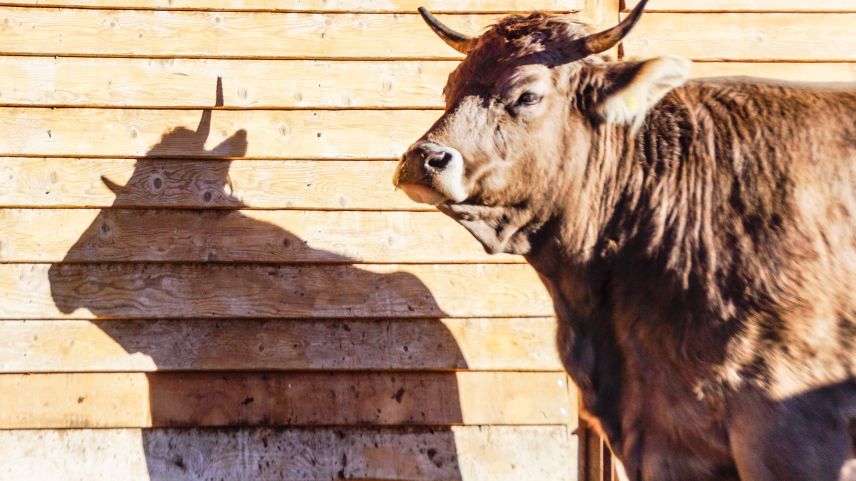Das «Mistvieh» Kuh wurde am am Samstag im Rahmen des 1. Landwirtschaftlichen Klimagipfels in Landquart in ein gutes Licht gerückt und weitgehend vom
Vorurteil rehabilitiert, ein Klima-Killer zu sein. Archivfoto: Jon Duschletta