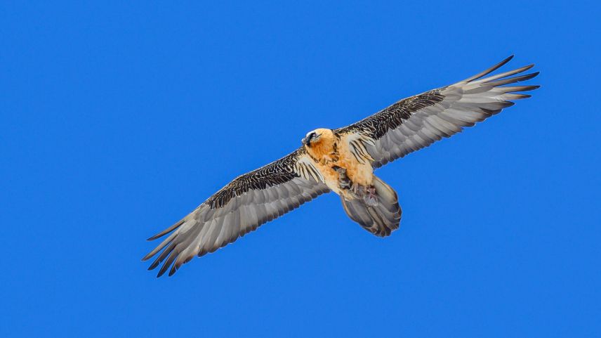 In Graubünden sind die Brutpaare besonders produktiv. Die Wiederansiedlung ist geglückt und die Bestände wachsen. Foto: Schweizerischer Nationalpark, Hans Lozza