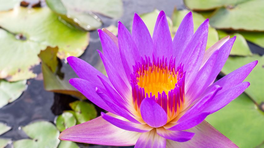 Die Lotusblume wird nicht umsonst auch oft als „Heilige Blume“ bezeichnet: Im Buddhismus ist sie das Symbol für die Reinheit des Herzens, Treue, Schöpferkraft und Erleuchtung (Foto: Shutterstock.com/ieang).