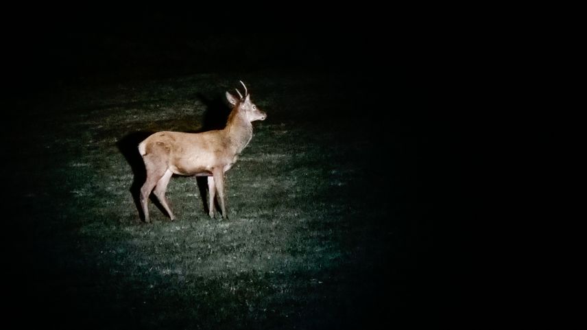 Nur selten verharren Hirsche und andere Wildtiere lange genug im Scheinwerferkegel, als dass man sie fotografieren kann. Foto: Jon Duschletta