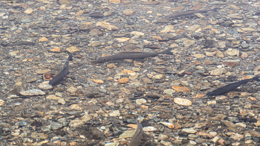 Neben den Forellen leiden die Äschen besonders unter zu warmen Wassertemperaturen. Im Oberengadin ist das zum Glück noch kein Problem. 	Foto: Daniel Zaugg