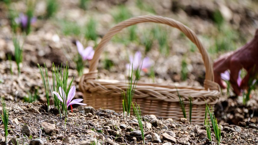 Der Safran (Crocus sativus) blüht jeweils nur während zwei oder drei Wochen im Herbst und dies innert weniger Stunden.  Fotos: Jon Duschletta