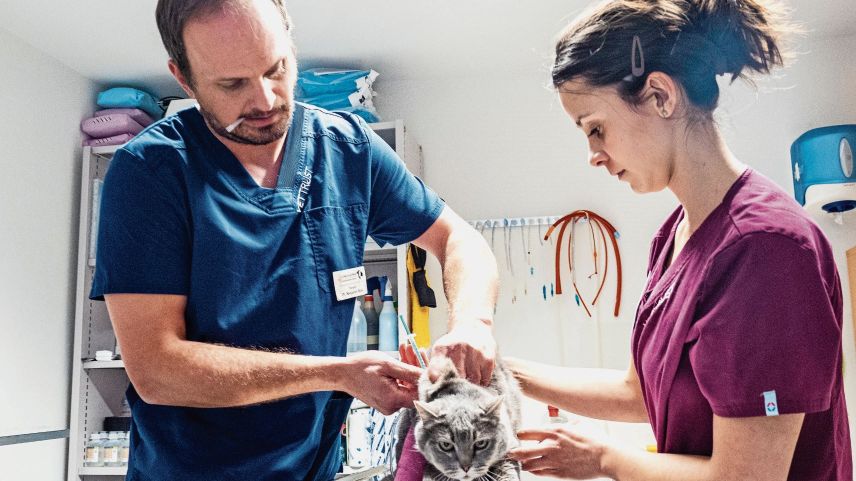 Tierarzt Beni Biner verarztet sowohl Kleintiere, wie Katzen....