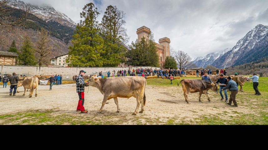 Viehschau vor dem Palazzo Castelmur. Foto: Daniel Zaugg