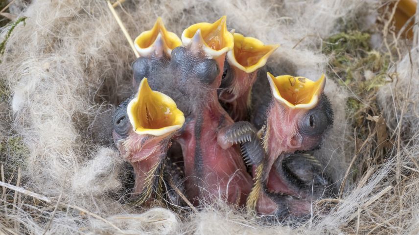 Findet man unbefiederte Nestlinge (im Bild Kohlmeisen), so brauchen sie die Hilfe einer Pflegestation.      Foto: Schweizerische Vogelwarte