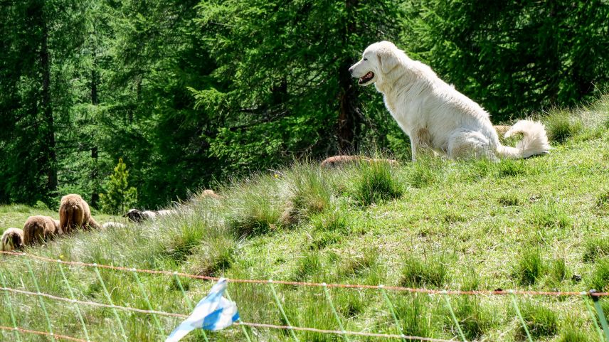 Ein Herdenschutzhund bewacht Schafe oberhalb von S-chanf. Foto: Jon Duschletta