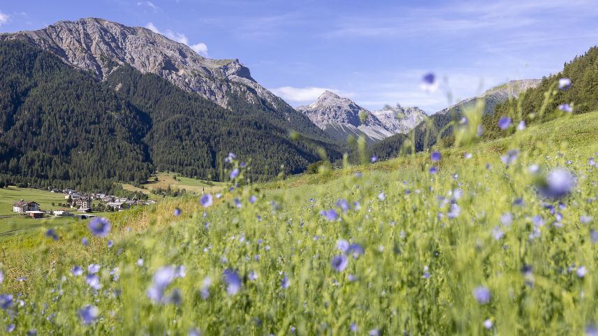 In der Val Müstair blühen die blauen Flachsblumen. Foto: Anna-Barbara Utelli