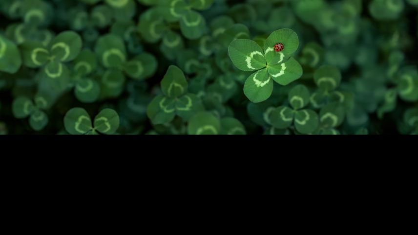 Foto: www.shutterstock.com/Leigh Prather