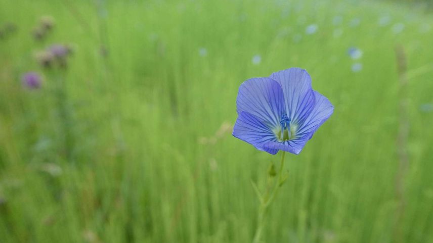 Der Lein betört durch die hellblaue Blüte, hat aber noch weit mehr zu bieten. Foto: Jürg Baeder