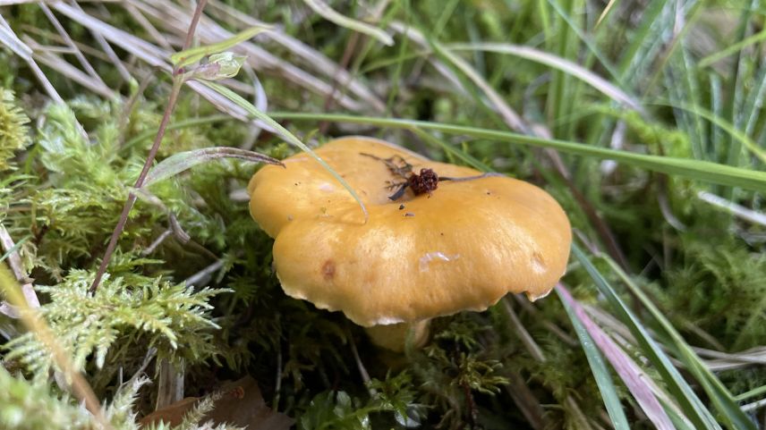 Aktuell spriessen sehr viele Pilze im Wald. Foto: Fadrina Hofmann