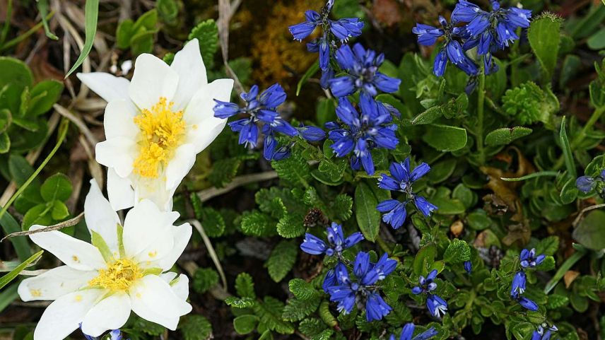 Blau, etwas rötlich oder weisslich: Die Blüten der Kreuzblume können bunt sein. Foto: Jürg Baeder