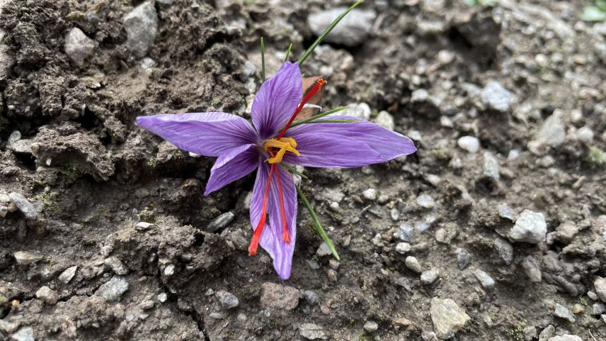 Safran ist eine Krokuspflanze, die auch im Engadin und in der Val Müstair gut wächst. Foto: Fadrina Hofmann