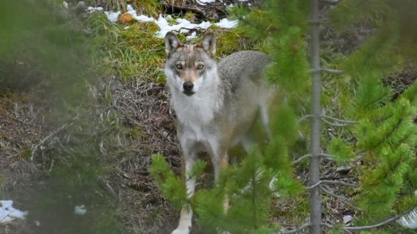 Anlässlich der Naturama-Referate wurden verschiedene Fragen rund um den Wolf in der Schweiz behandelt. Foto: SNP/Claudio Irniger