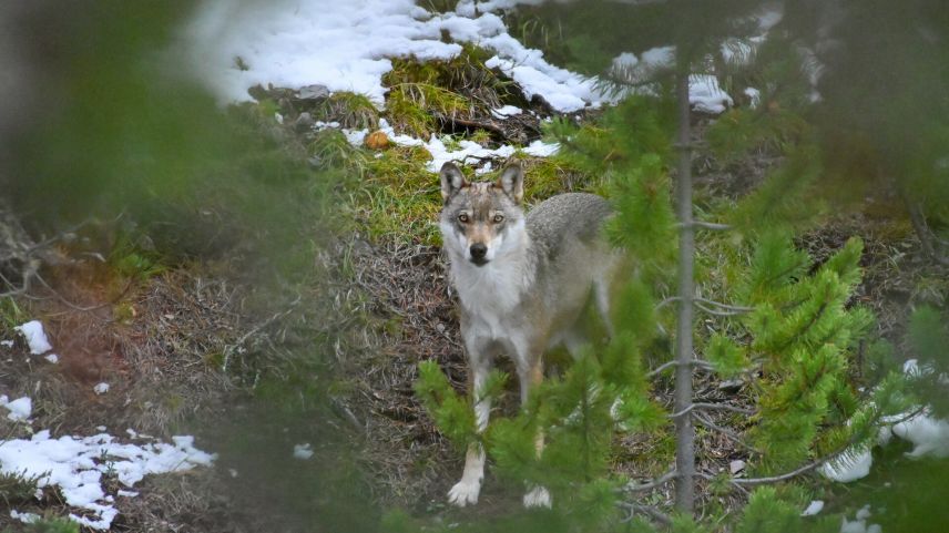 Der Wolf breitet sich kontinuierlich in Graubünden aus. Foto: Claudio Irniger/SNP