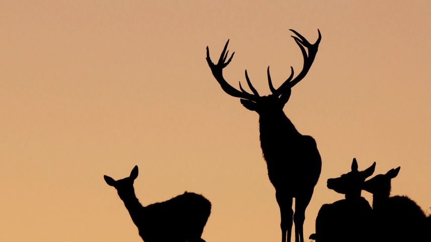 Ils tschiervis, impustüt ils tors cun lur cornas, sun bes-chas impreschiunantas (fotografia: Reinhard Hölzl).