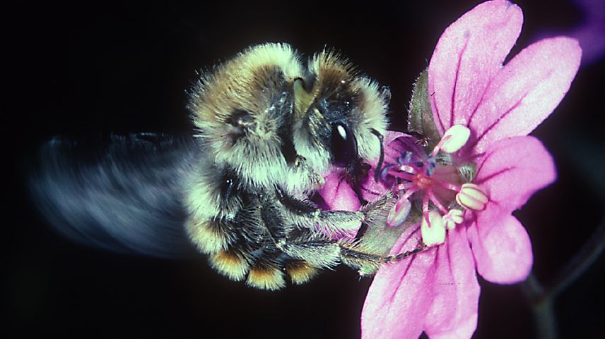 Eine Mauerbiene schneidet Blütenblätter ab, mit welchen sie danach ihr Nest auskleidet. Foto: Andreas Müller