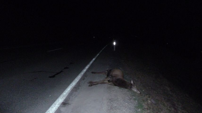 Eine tote HIrschkuh, Opfer eines Verkehrsunfalls. Foto: Amt für Jagd Graubünden