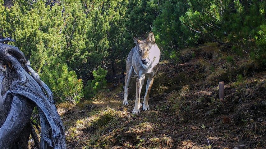 In Graubünden darf der Wolf künftig präventiv abgeschossen werden. Foto:SNP