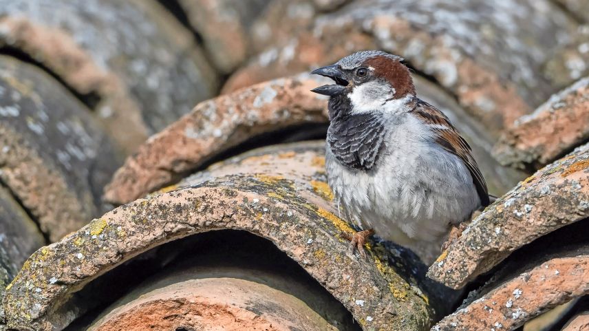 Der Haussperling baut sein Nest in Hohlräumen. Foto: Marcel Burkhardt
