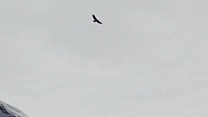 Majestätisch fliegt der Adler über sein Revier. Foto: Ueli Nef