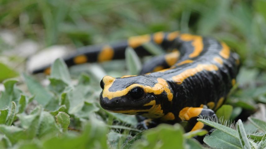 Il salamander taclà (Feuersalamander) viva in Mesolcina, Puschlav, Bregaglia ma na in Engiadina.