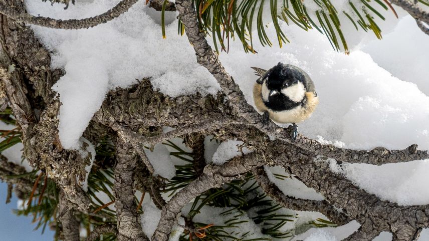 Die Tannenmeise ist ein typischer ganzjähriger Bewohner der Engadiner Bergwälder. Foto: NP/Hans Lozza